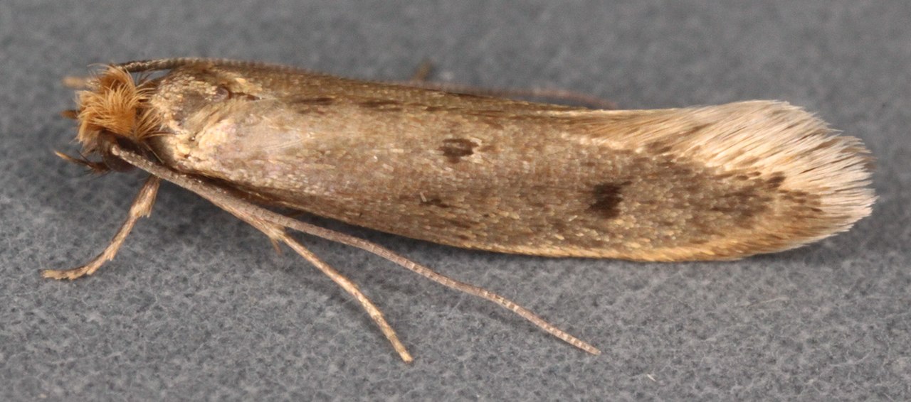 Casemaking Clothes Moth Identification, Life Cycle, Facts & Pictures