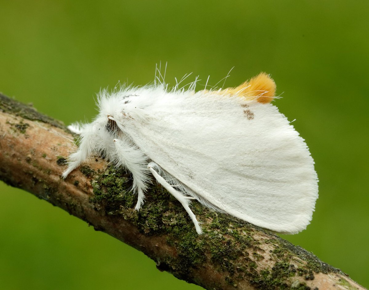 YellowTail Moth Identification, Life Cycle, Facts & Pictures