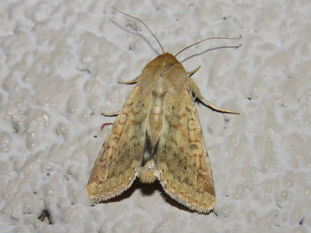 Corn Earworm Moth Identification, Life Cycle, Facts & Pictures