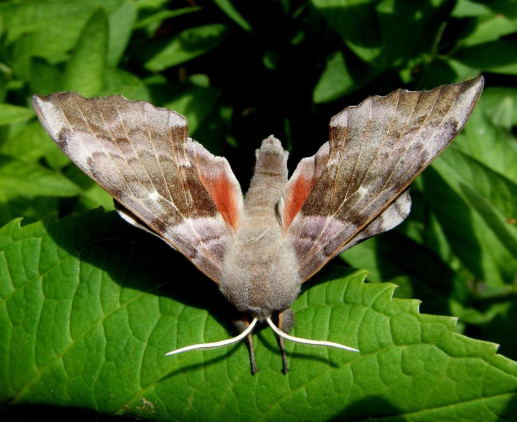 Poplar Hawk Moth Identification, Life Cycle, Facts & Pictures