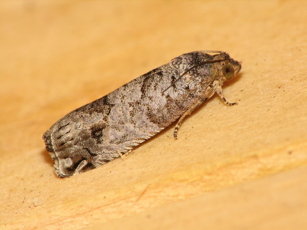 Mexican Jumping Bean Moth Identification, Life Cycle, Facts & Pictures