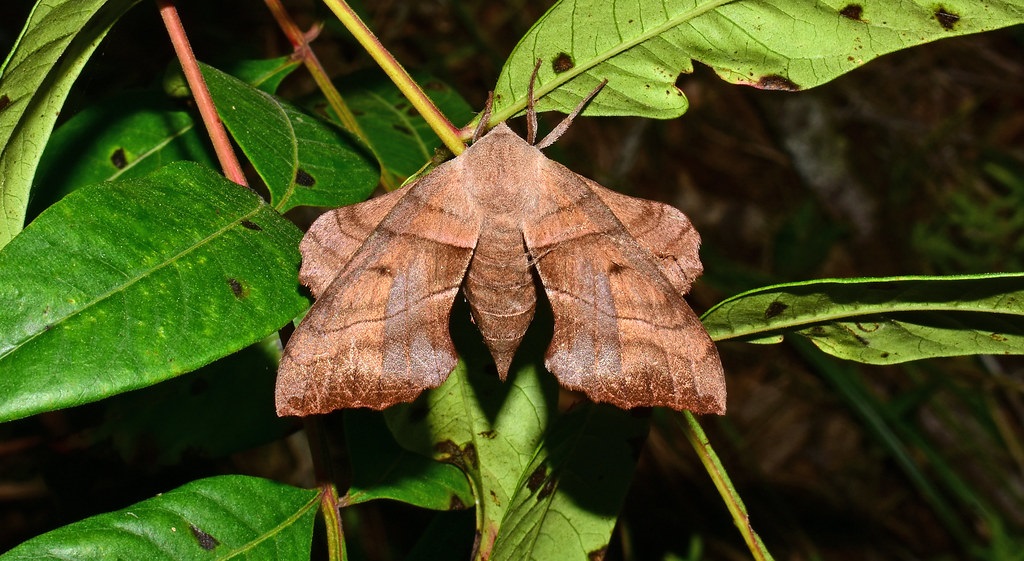 Walnut Sphinx Moth Identification, Life Cycle, Facts & Pictures