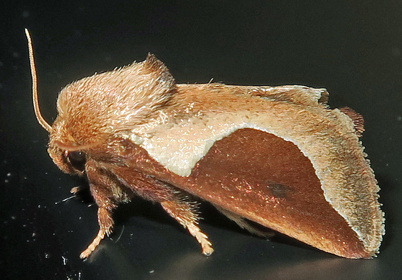 Skiff Moth Identification, Life Cycle, Facts & Pictures