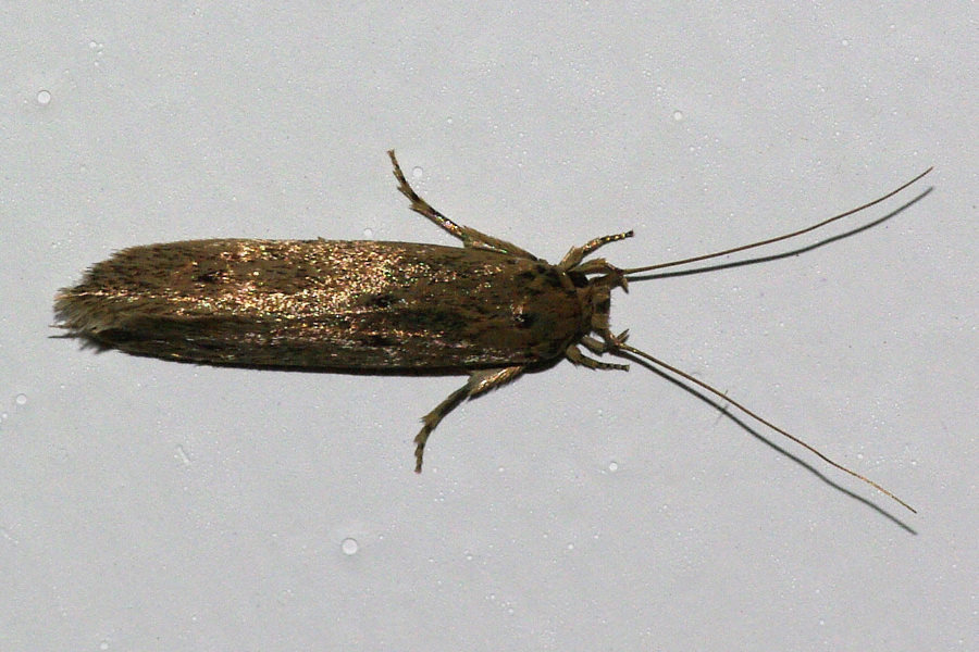 Banana Moth Identification, Life Cycle, Facts & Pictures