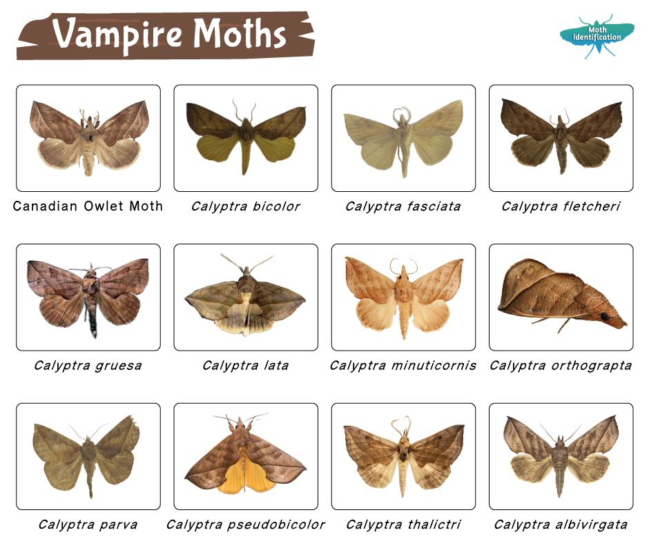 Vampire Moth Identification, Life Cycle, Facts & Pictures