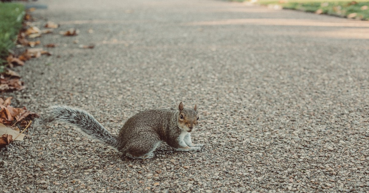 Why Did the Squirrel Cross the Road? News roundup from ecoRI Motif