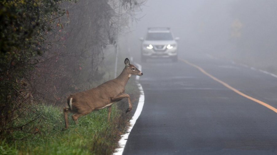 Teens Try to Keep Deer From Hitting Cars With… AI?