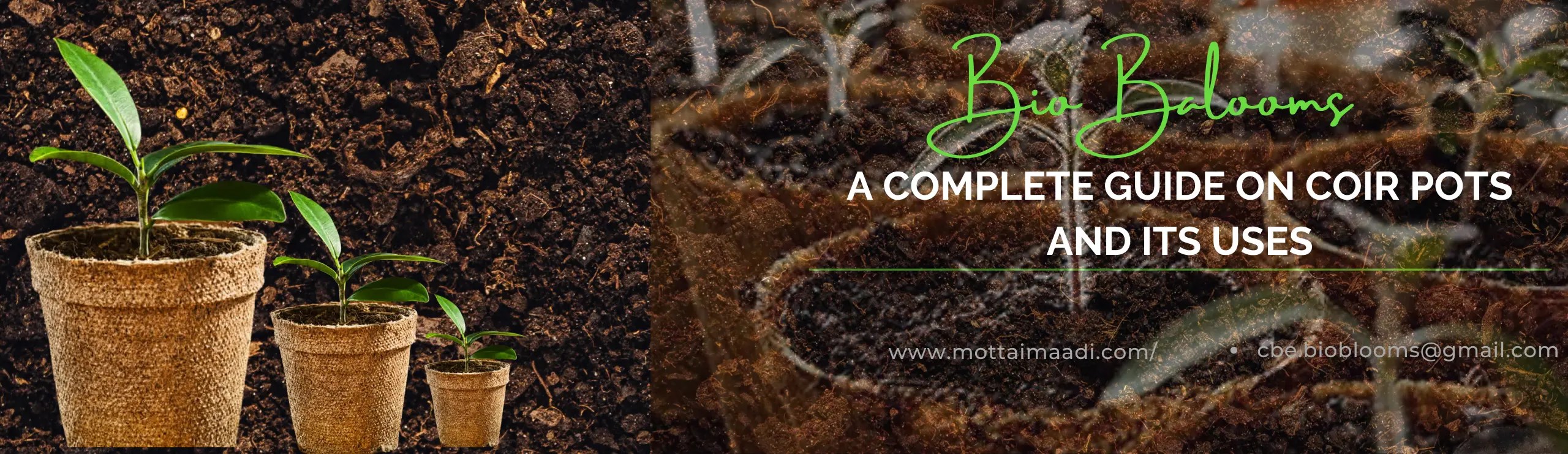 How to use Coir Pots for plants?