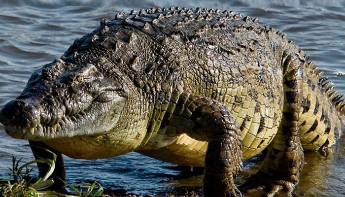 في المنام لابن سيرين