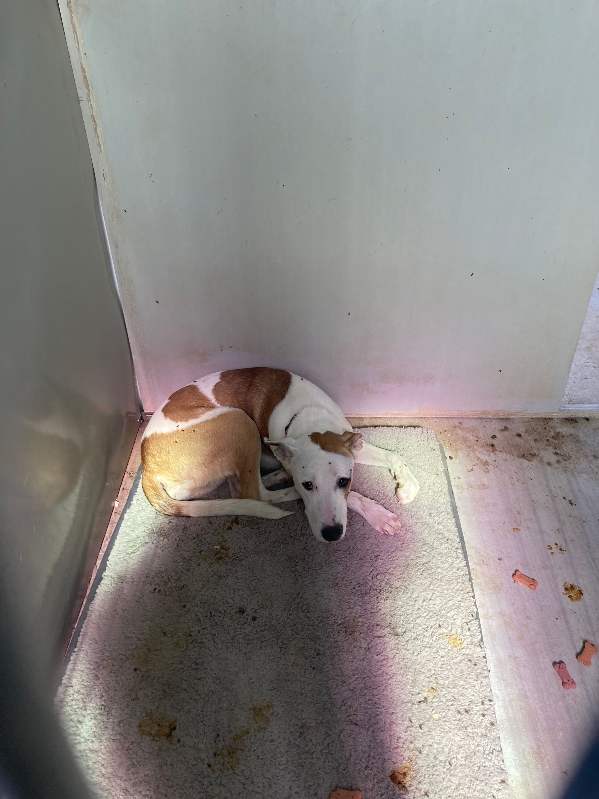 Estancia Public Notice Animal Control Requests Assistance Finding Dog