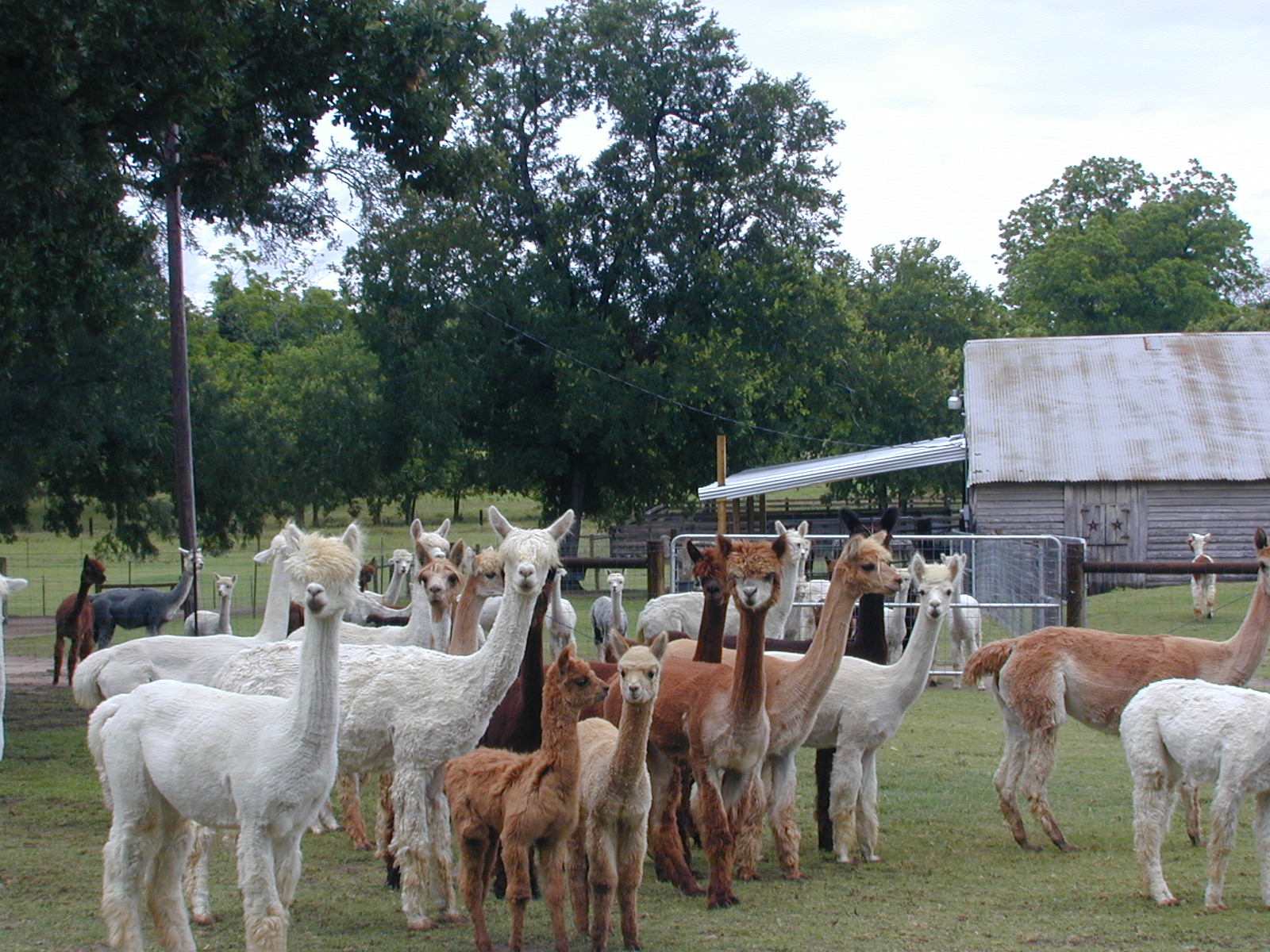 Mountain Dream Alpacas Texas Guest Cottage Bed & Breakfast Stay At
