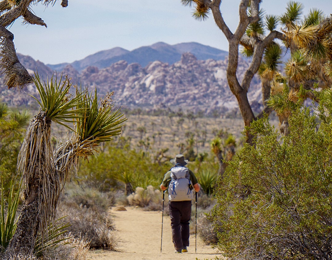 Joshua Tree Hiking Trails Three Easy Hikes to Enjoy in Joshua Tree National Park — The Mountaineers