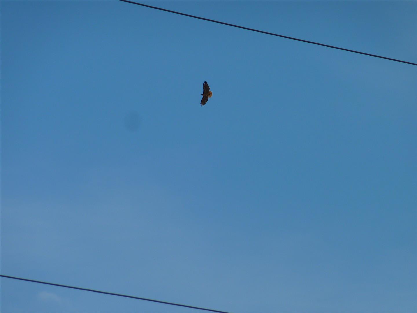 Shasta County Land For Sale 80 Acres Millville Plains Rd, Millville