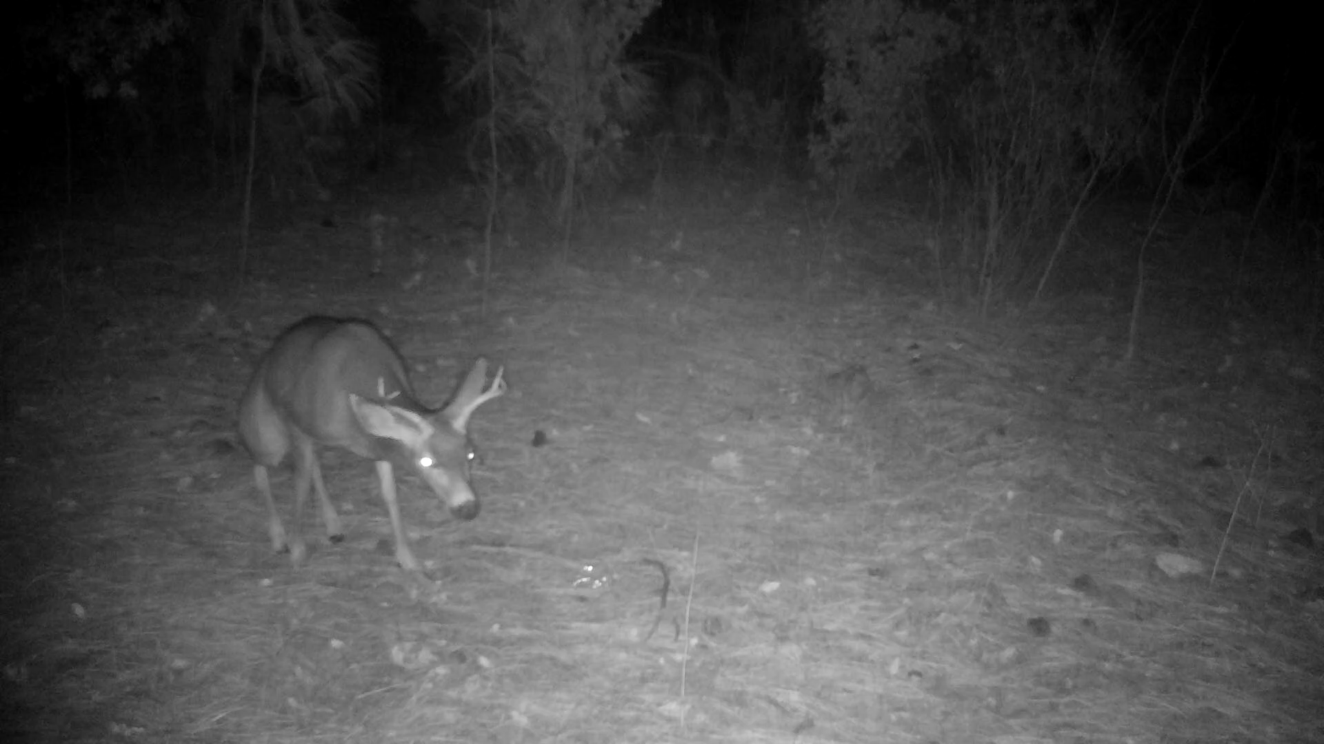 Shasta County Land For Sale, 20 Acres Backbone Rd, Bella Vista, CA 65,000 Shasta County Land