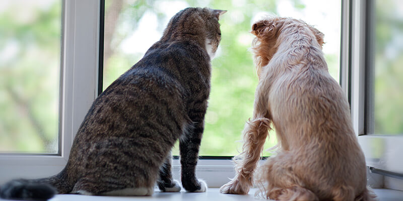 Lake Elsinore CA Vet, Canyon Lake CA Veterinarian Mountainview Small