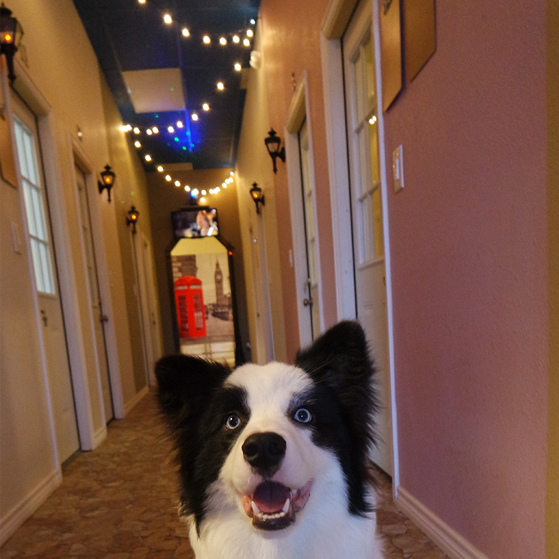 Mount Pleasant Avenue Premier Dog Kennel & Boarding In League City Texas