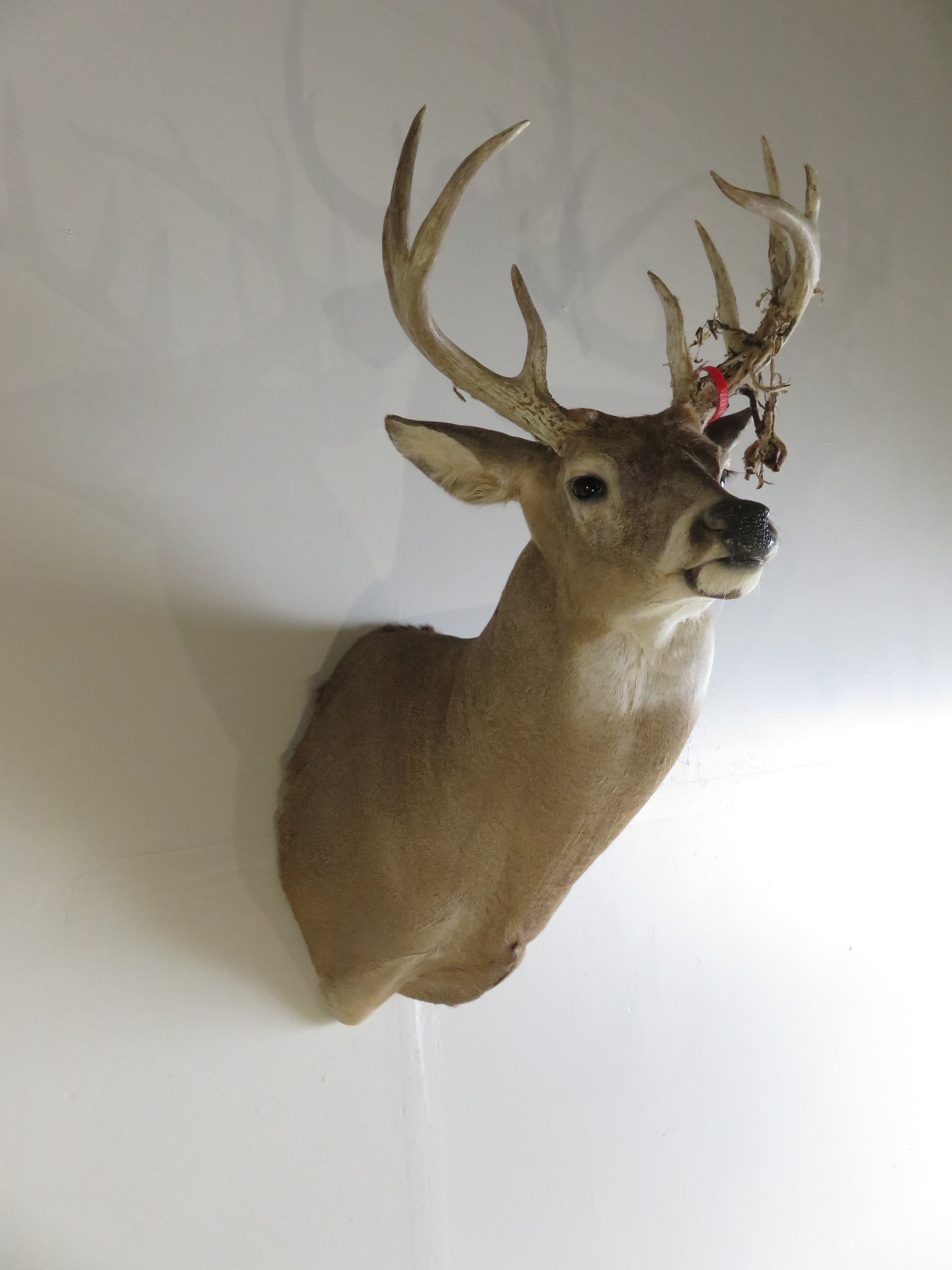 Whitetail Deer Shoulder Mount DW111 Mounts For Sale