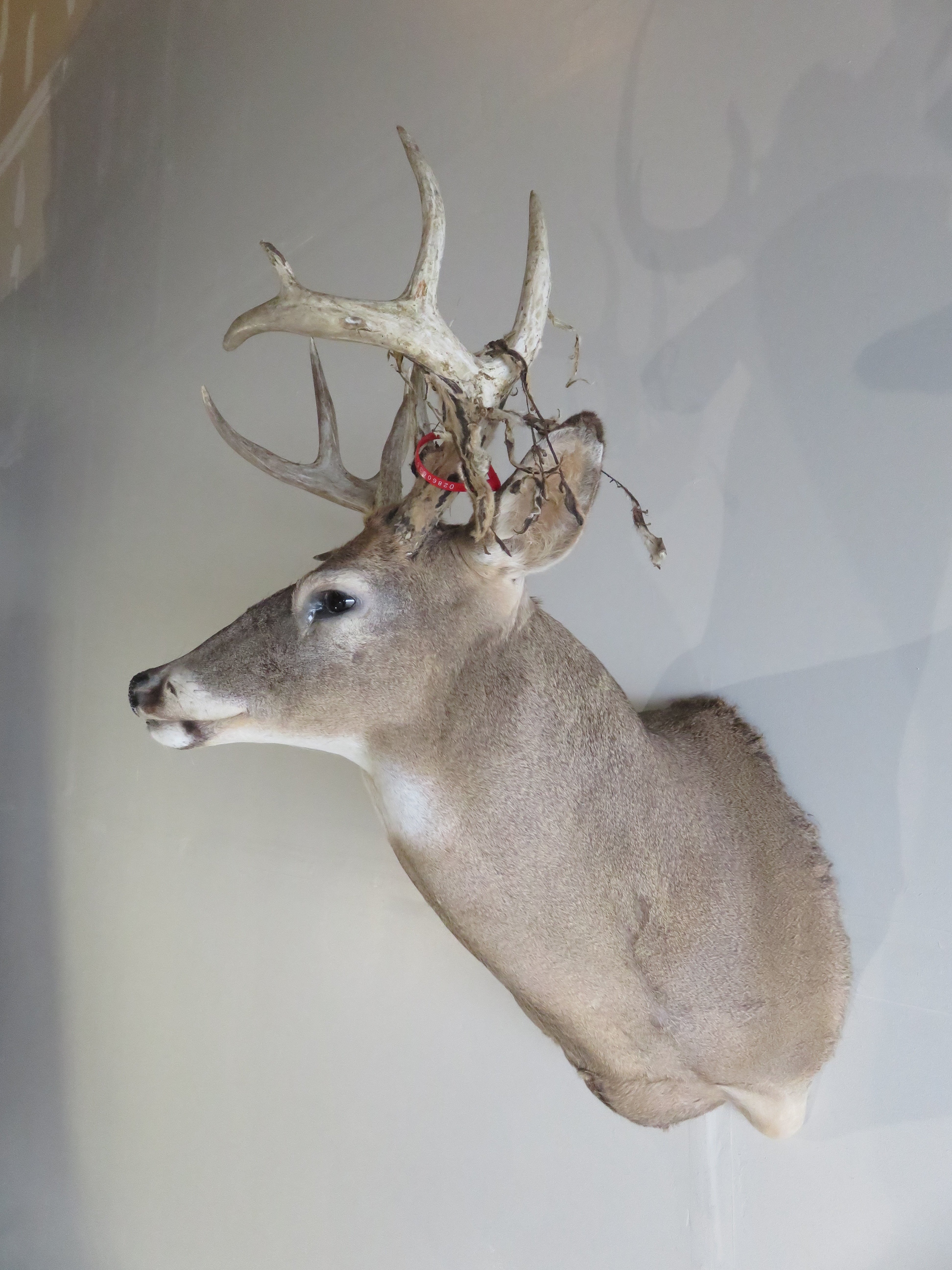 Whitetail Deer Shoulder Mount DW111 Mounts For Sale