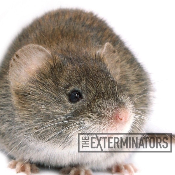 Are Mice More Common In Winter? Mouse Control