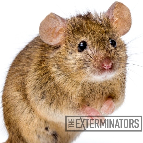 how to deal with mouse nest in wall Mouse Control