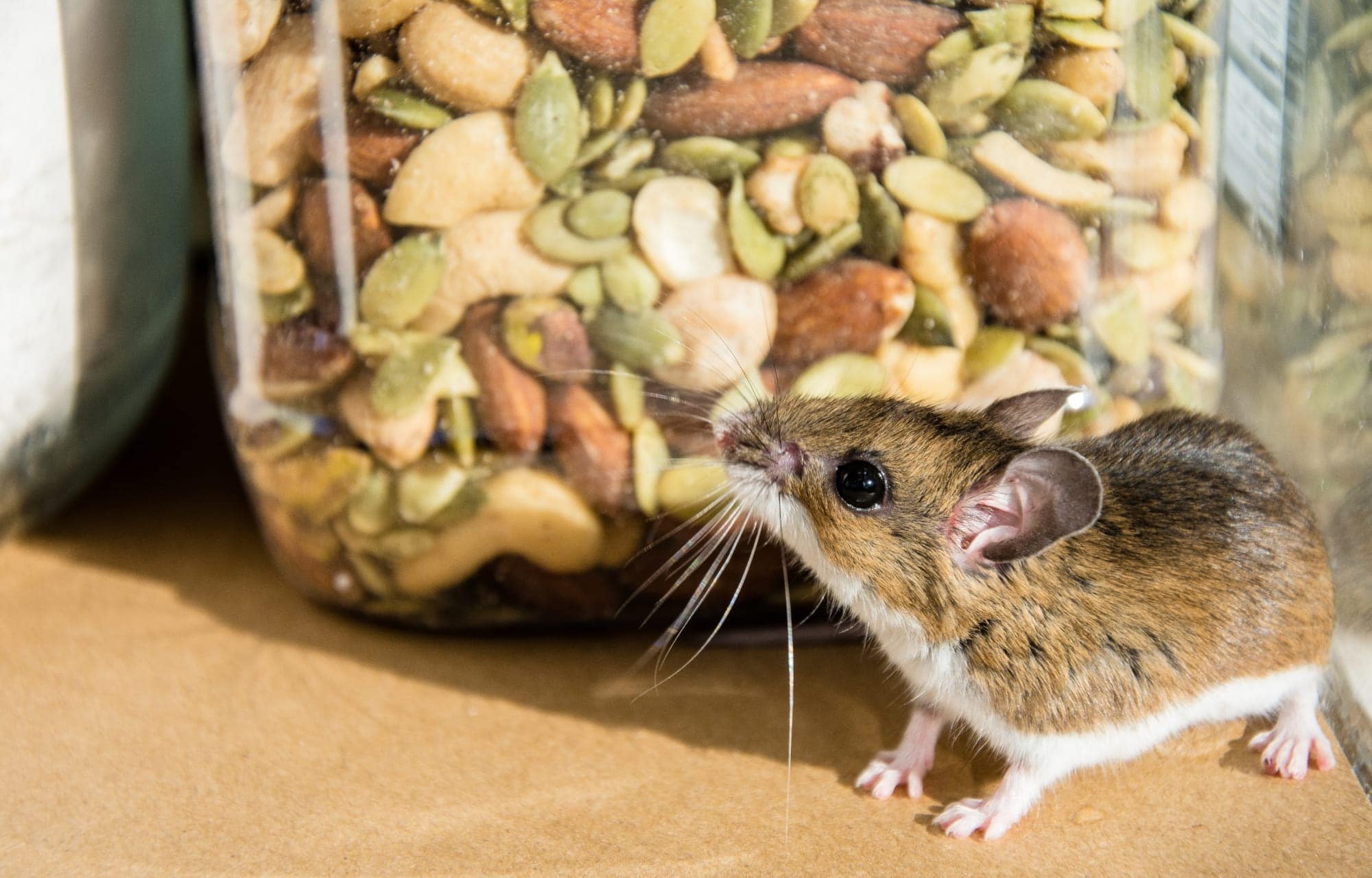 How to Get Rid of Mice in My Kitchen Mouse Control