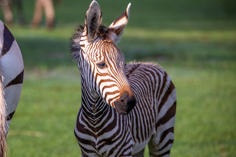 Disney's Animal Kingdom Park Two Baby Zebras, Now Seen on