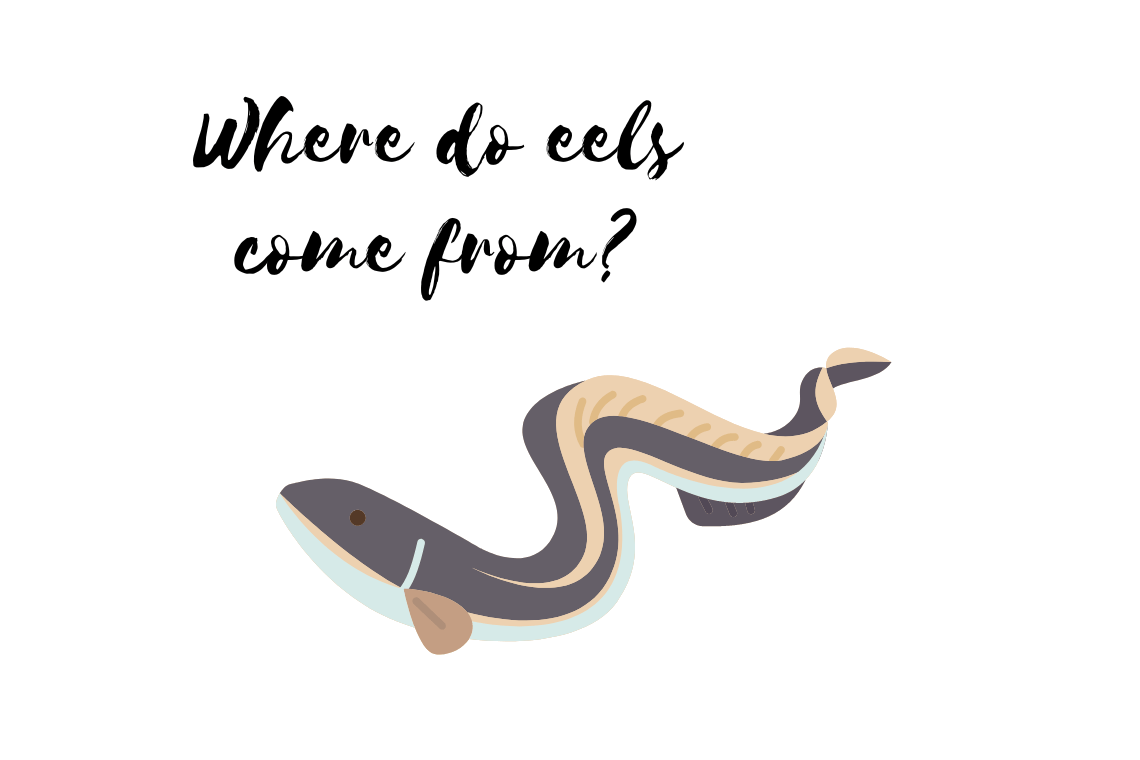 Where do eels come from? mousetimes