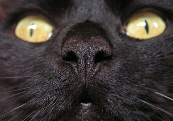 Katzen kratzen Le guide du moutard