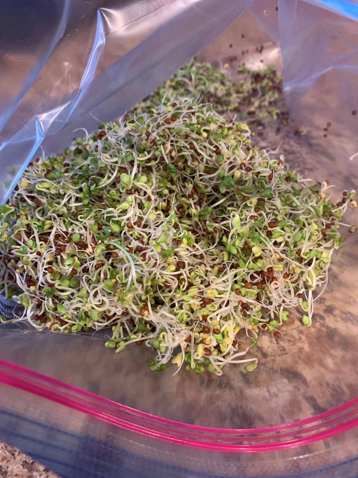 Growing Your Own Broccoli Sprouts! Move Daily