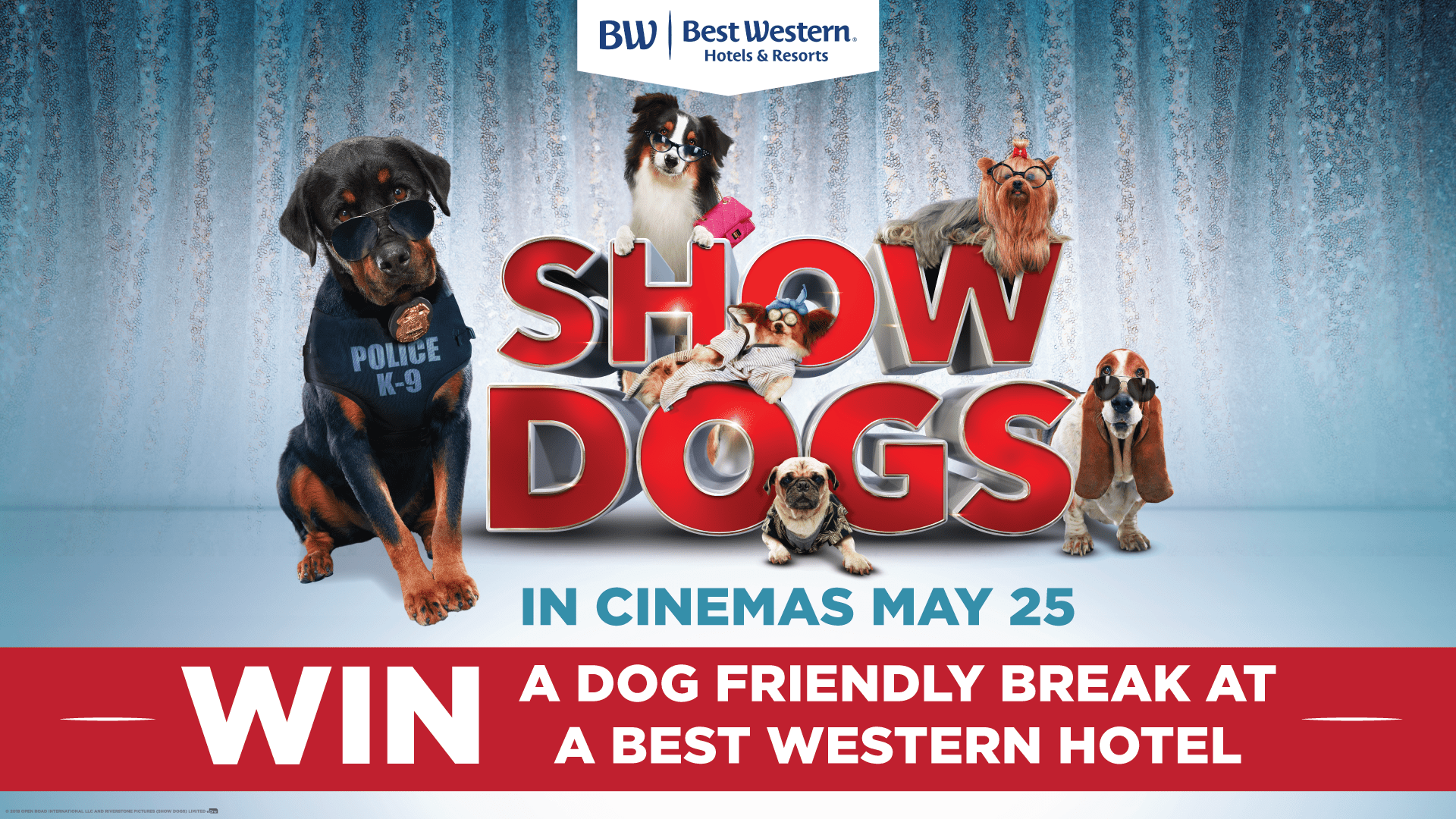 Show Dogs Competition The UK's hottest place for