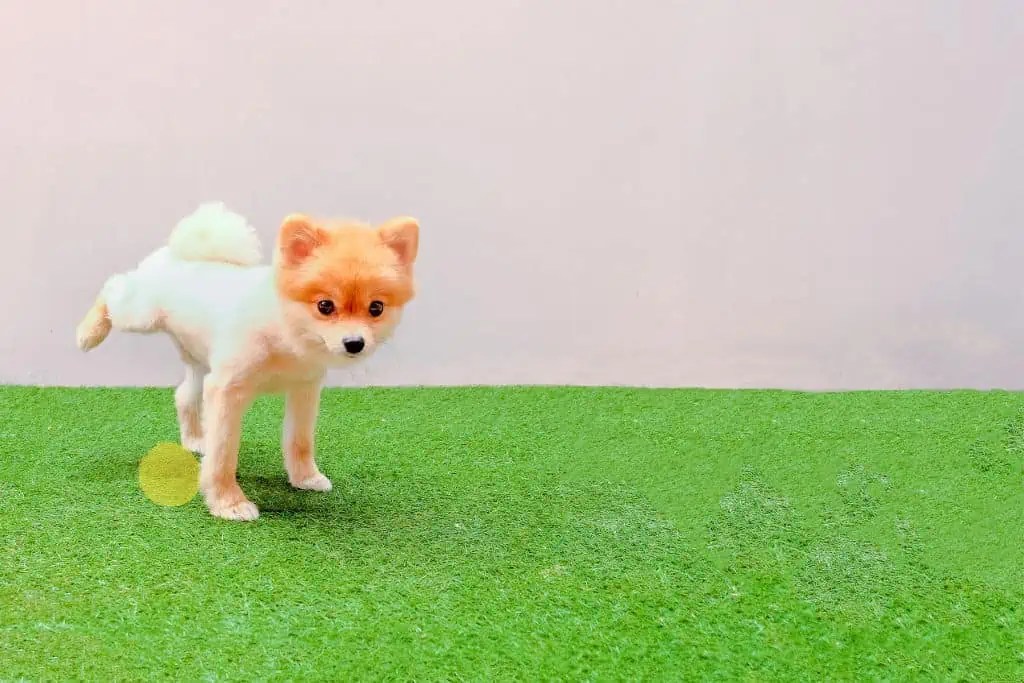 How To Fix A Yard Destroyed By Dogs?