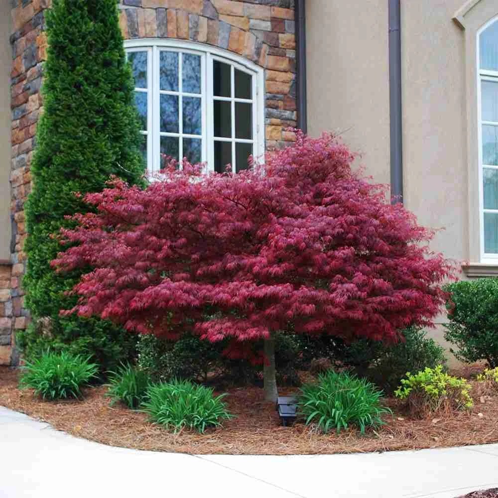 These 10 Trees are Perfect for Front Yards