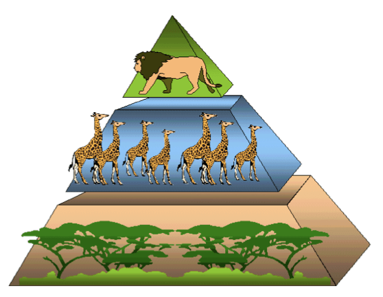 Lesson 4: Food Chains | MpalaLive