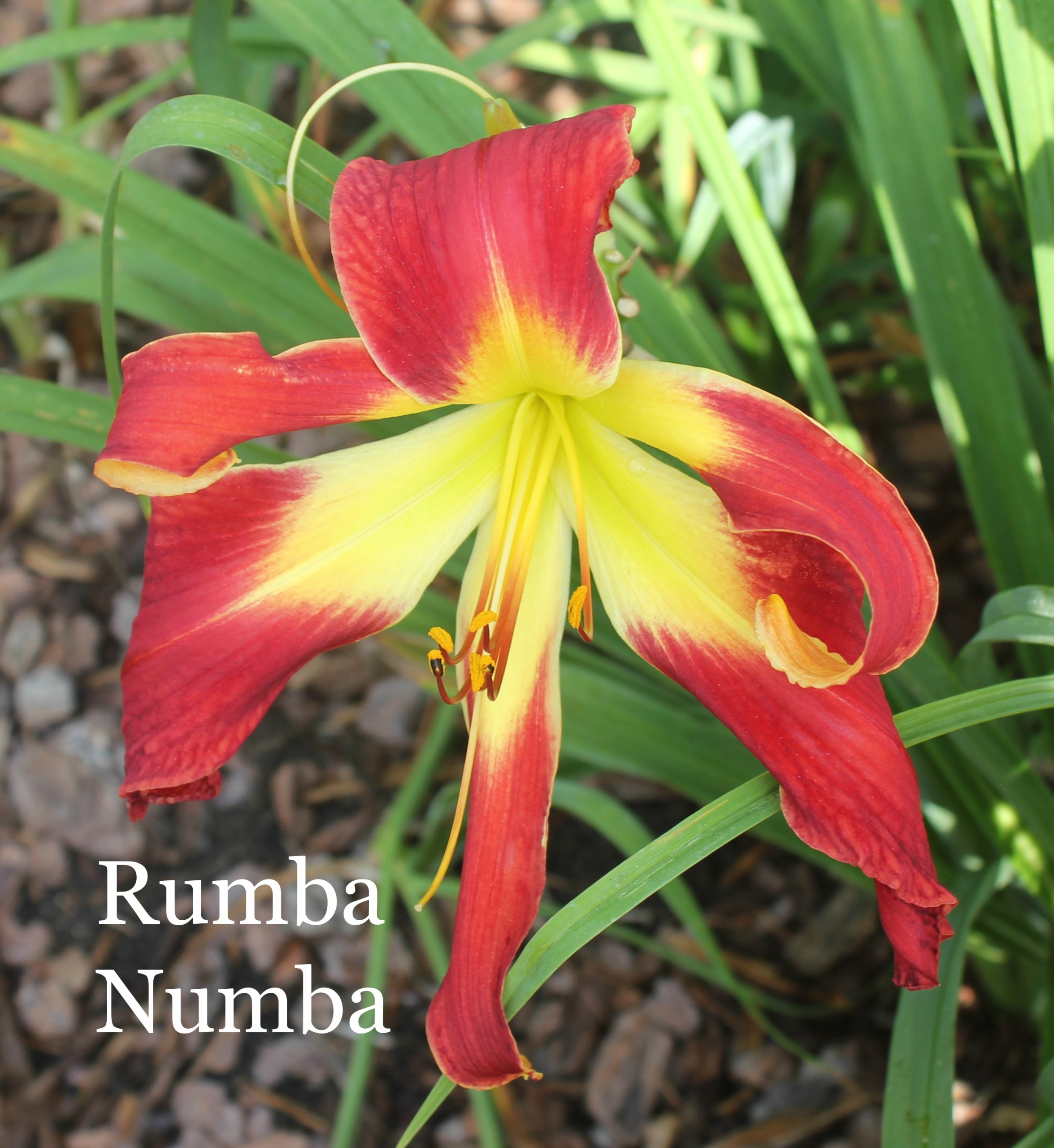 Rumba Numba