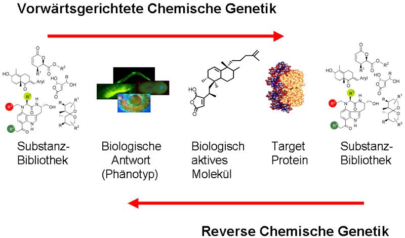 Molecular Probes for Biology Research and Drug Discovery Max Planck