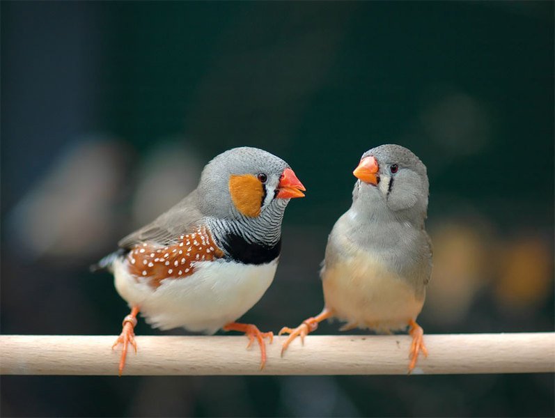 "Casanova gene" in female songbirds Max Planck Society