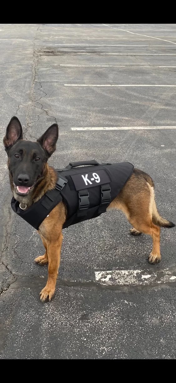 The Unparalleled Benefits of an Executive Protection Guard Dog from MPI