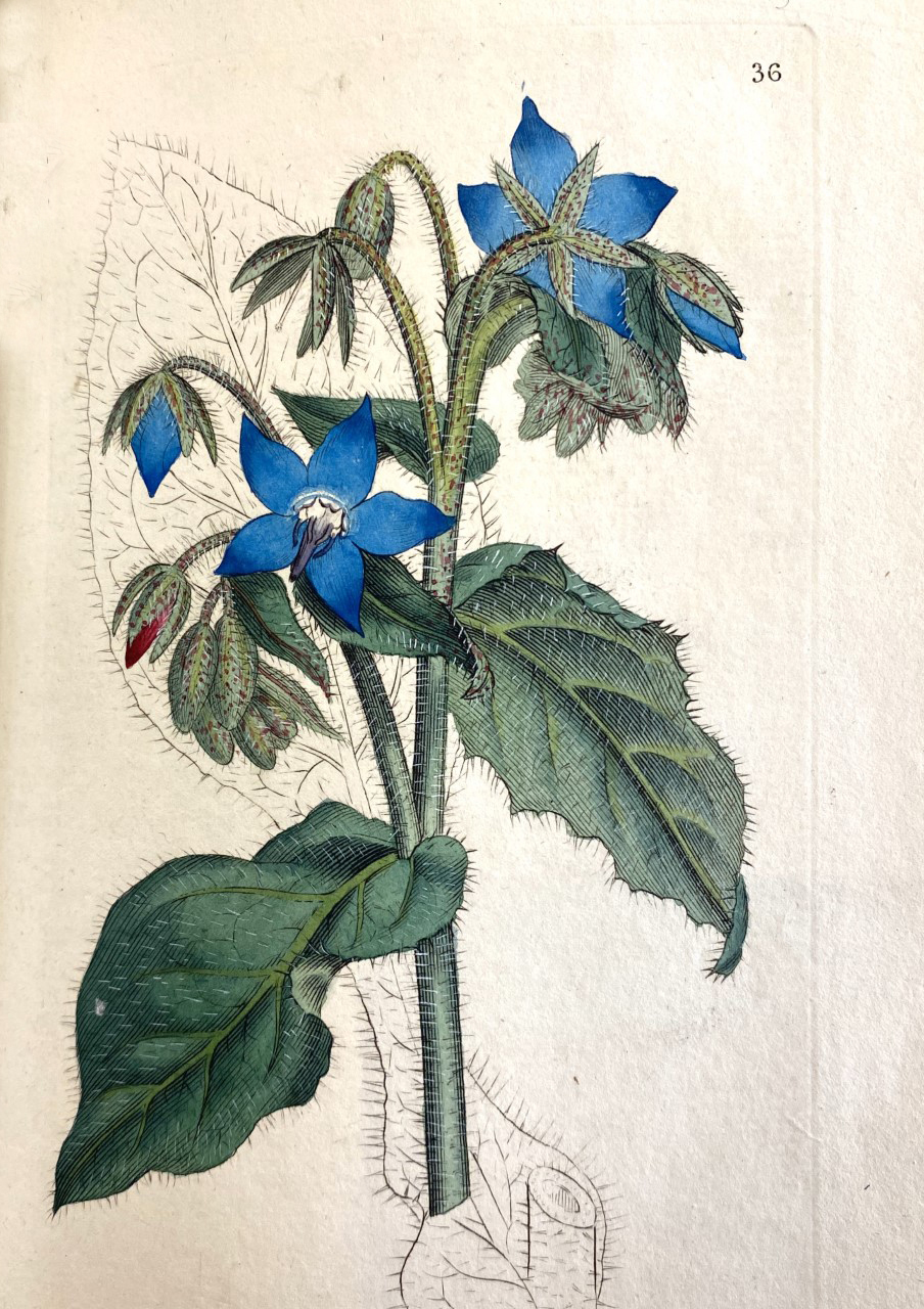 Flower Illustration Book