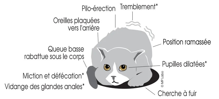 How Do I Know My Cat Is Scared? - Mp Labo