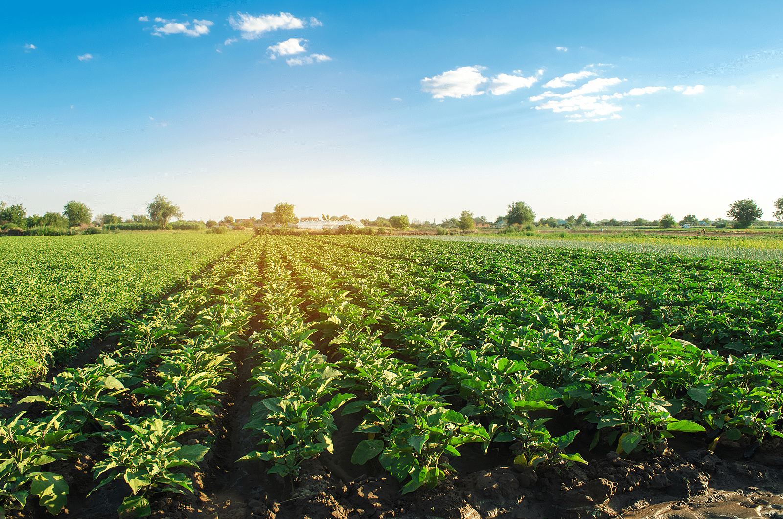 Agricultural & Food Engineering applications in industry and CFD