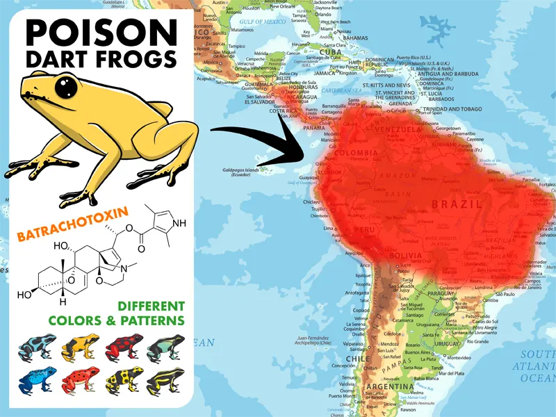 Poisonous Frogs A Complete Guide Mr. Amphibian