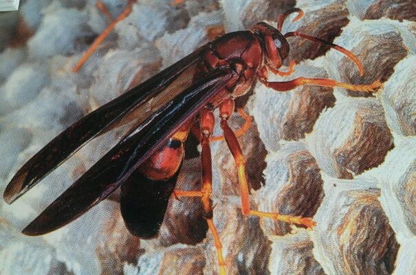 Pest Control Huntsville, AL Mr. Bugg's Madison, Owens Crossroads