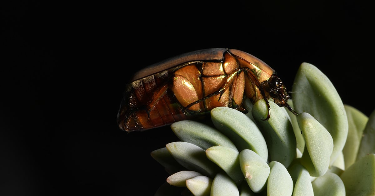 The June Bugs are Coming Mr Buggs Pest Patrol