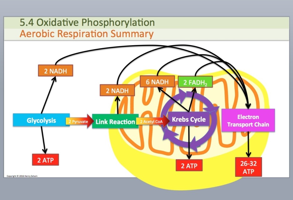 A Level Energy For Biological Processes Presentation