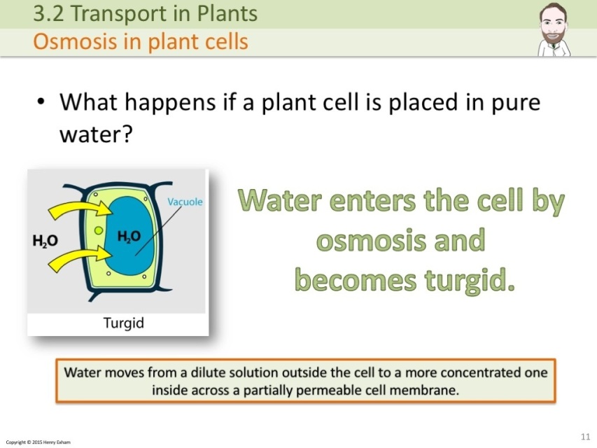 IGCSE Plant Transport