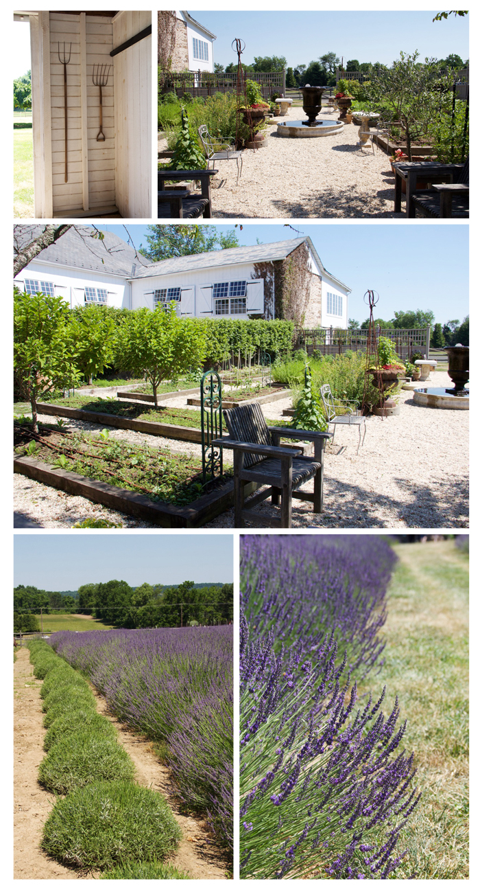 Lavender For Days Bucks County, PA Mr. Farmer's Daughter