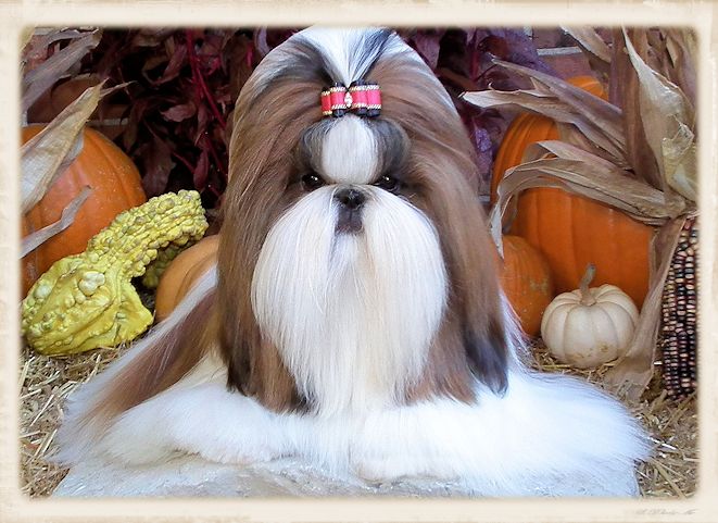 Mr Foo's Shih Tzu of Indiana, Kentucky, Missouri, Illinios