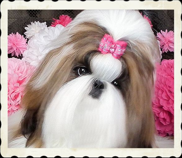 Mr Foo's Shih Tzu of Indiana, Kentucky, Missouri, Illinios