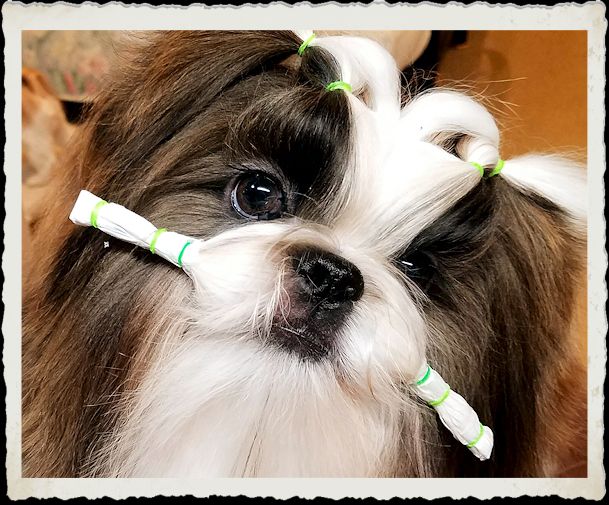 Mr Foo's Shih Tzu of Indiana, Kentucky, Missouri, Illinios, Ohio