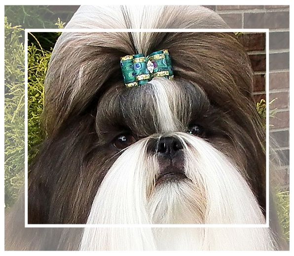 Mr Foo's Shih Tzu of Indiana, Kentucky, Missouri, Illinios